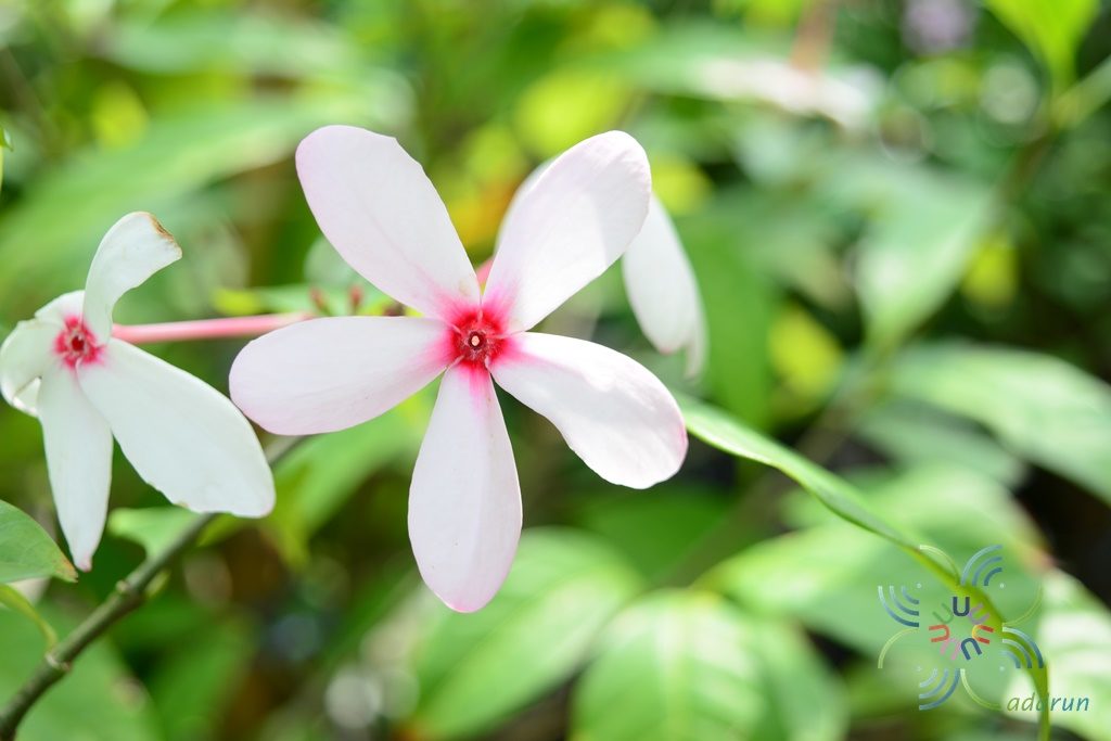 พุดชมพู Kopsia fruticosa (Roxb.) A.DC.
