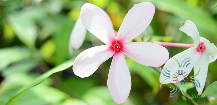 พุดชมพู Kopsia fruticosa (Roxb.) A.DC.