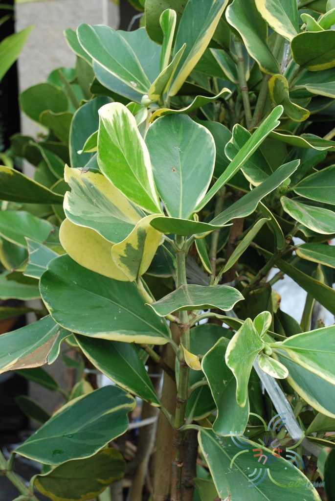 เกล็ดกระโห้ด่าง Clusia major L. cv. Aureo-variegata