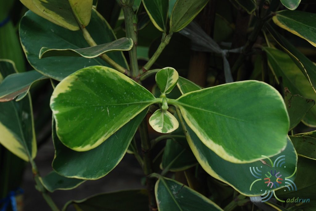 เกล็ดกระโห้ด่าง Clusia major L. cv. Aureo-variegata