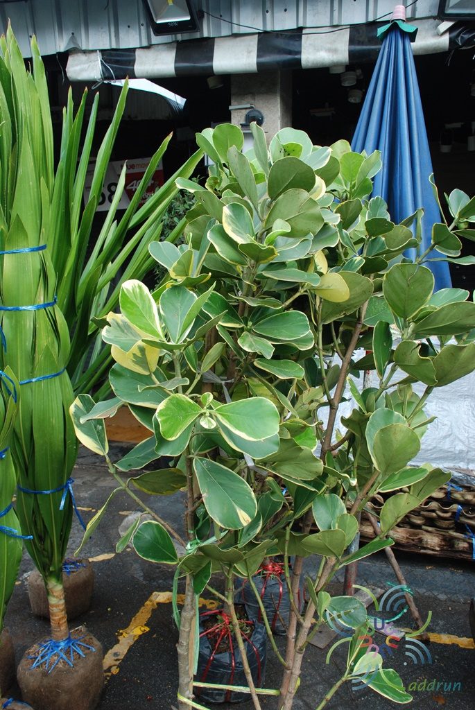 เกล็ดกระโห้ด่าง Clusia major L. cv. Aureo-variegata