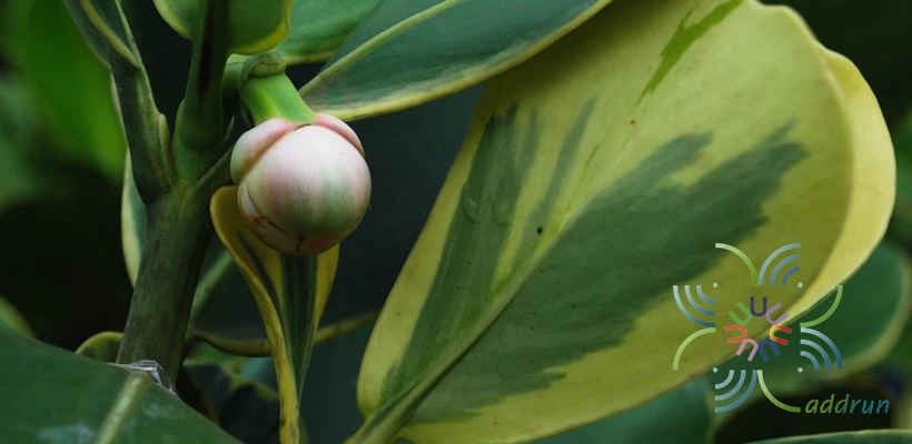 เกล็ดกระโห้ด่าง Clusia major L. cv. Aureo-variegata