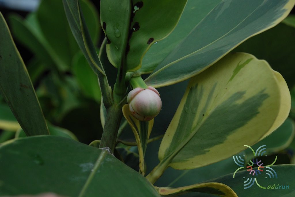 เกล็ดกระโห้ด่าง Clusia major L. cv. Aureo-variegata
