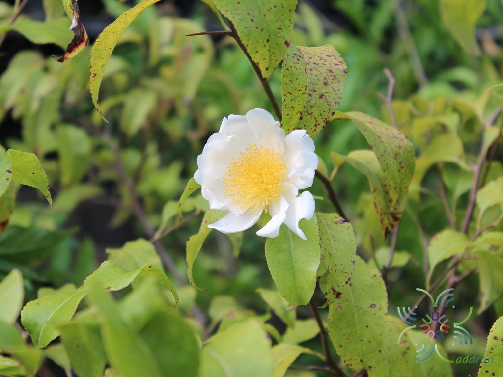 ไข่ดาว Oncoba spinosa Forssk.