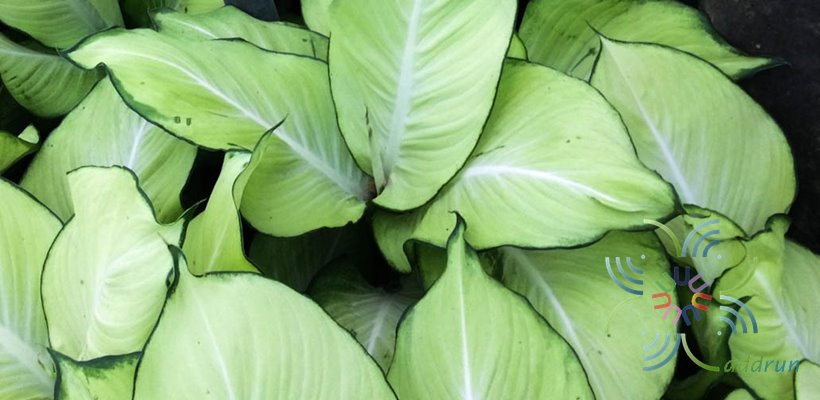 แสงจันทรา Dieffenbachia sp.