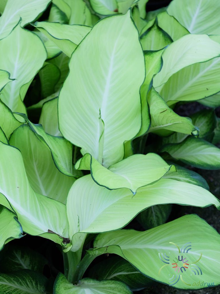 แสงจันทรา Dieffenbachia sp.
