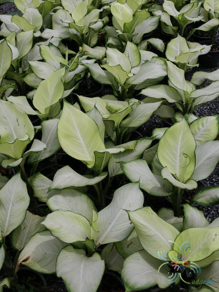 แสงจันทรา Dieffenbachia sp.