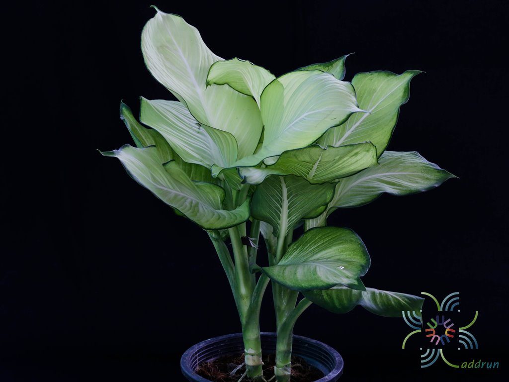 แสงจันทรา Dieffenbachia sp.