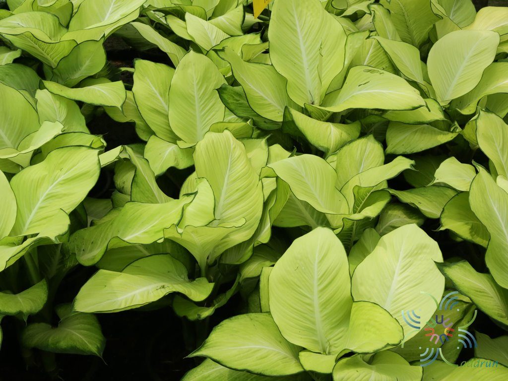 แสงจันทรา Dieffenbachia sp.