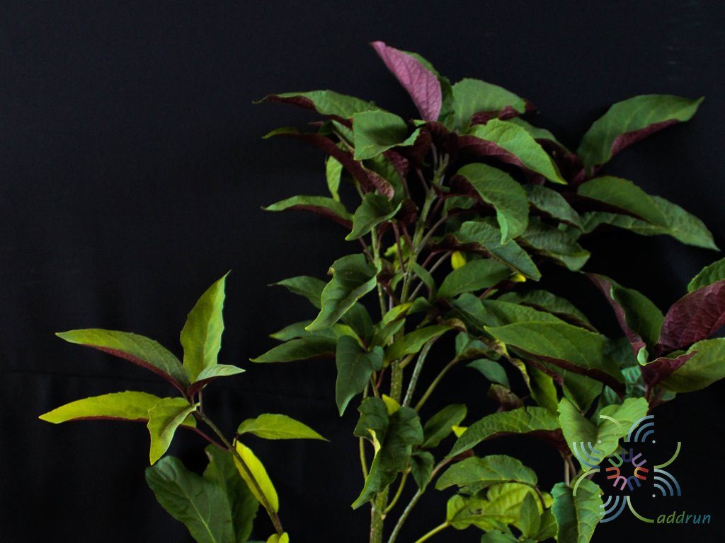 สาวสันทราย Clerodendrum quadriloculare (Blanco) Merr.