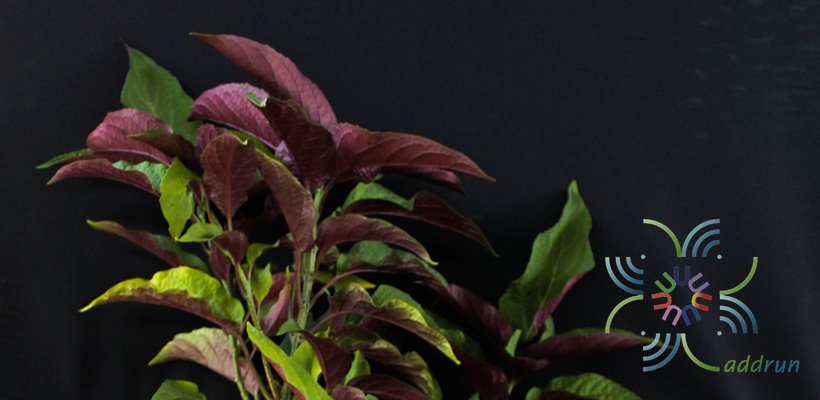 สาวสันทราย Clerodendrum quadriloculare (Blanco) Merr.
