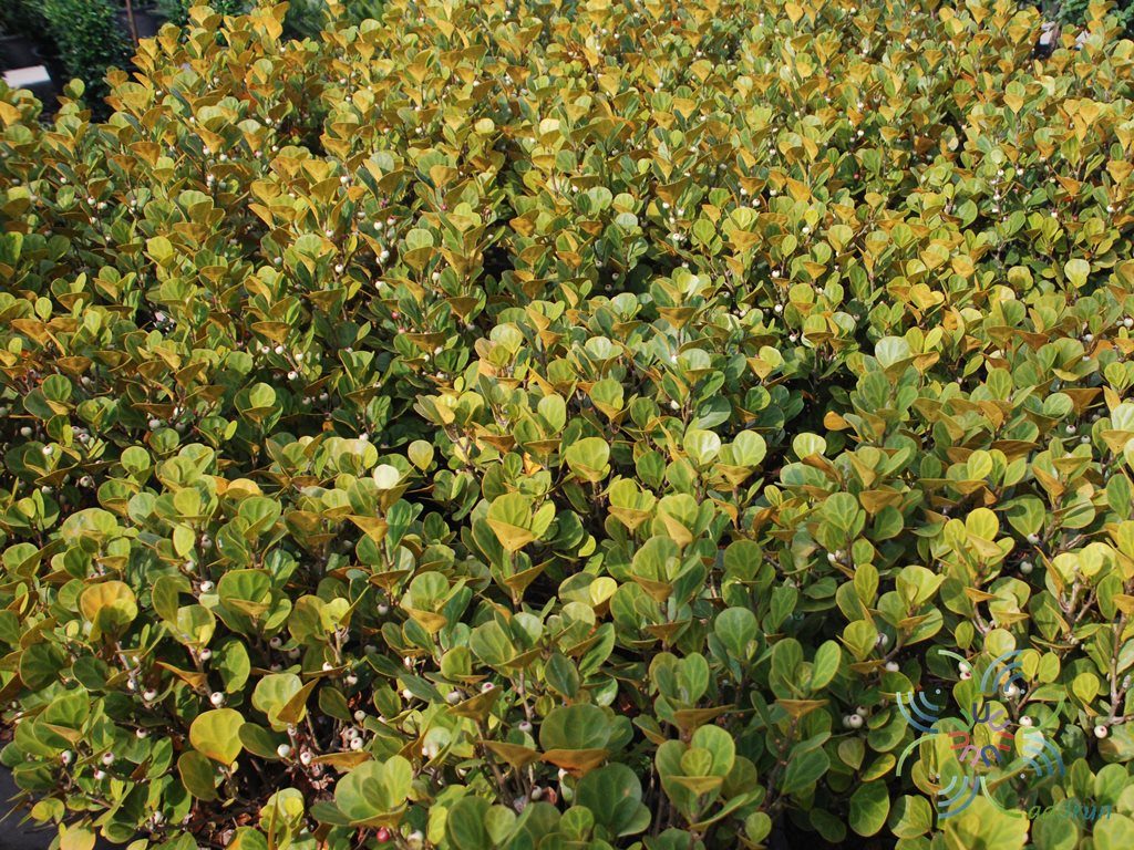ไทรไข่มุก Ficus deltoidea Jack