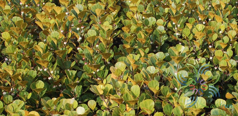 ไทรไข่มุก Ficus deltoidea Jack
