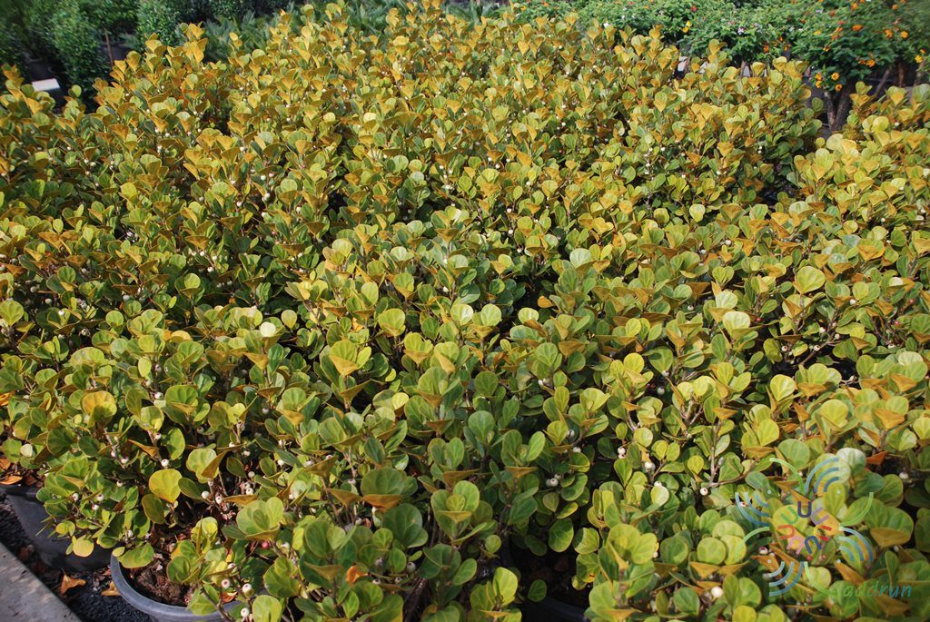 ไทรไข่มุก Ficus deltoidea Jack