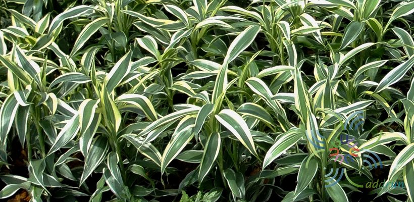 กวนอิมเงิน Dracaena braunii Engl.