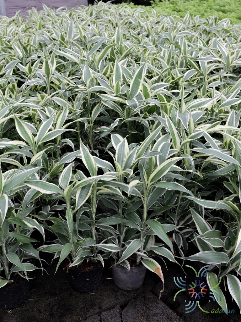 กวนอิมเงิน Dracaena braunii Engl.