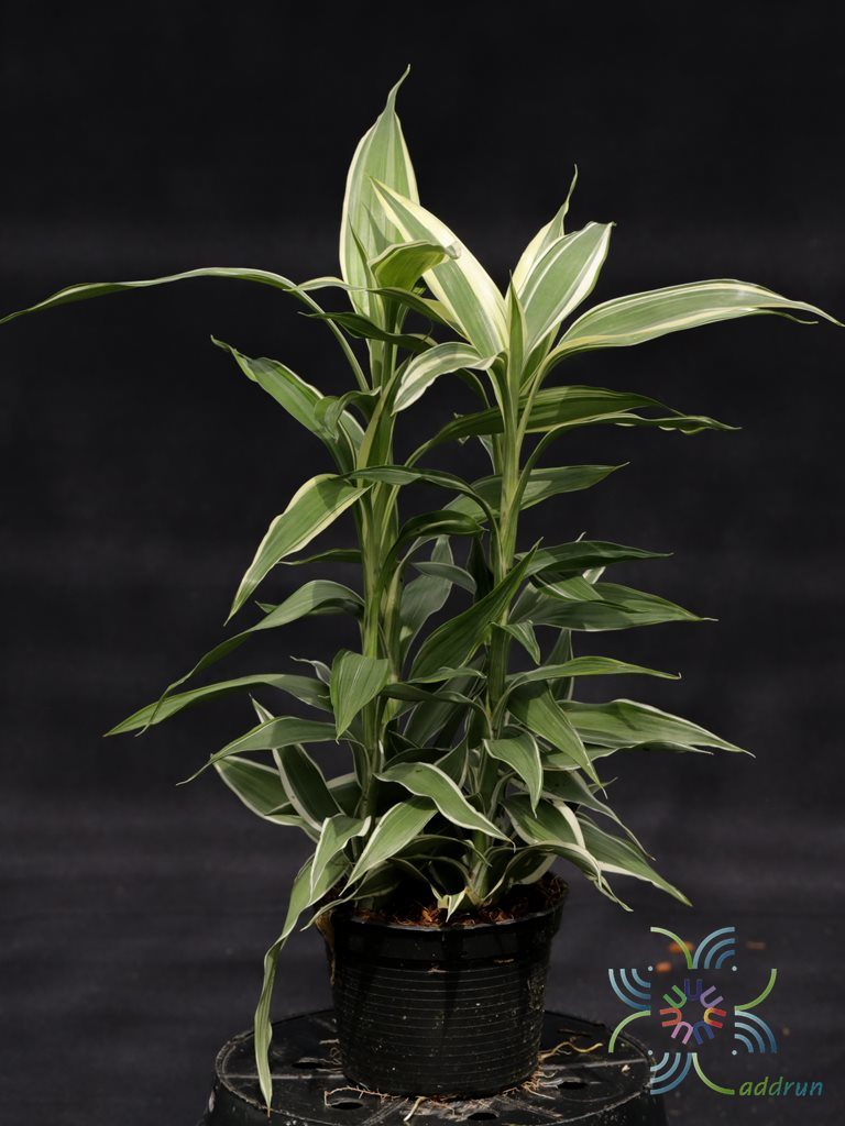 กวนอิมเงิน Dracaena braunii Engl.