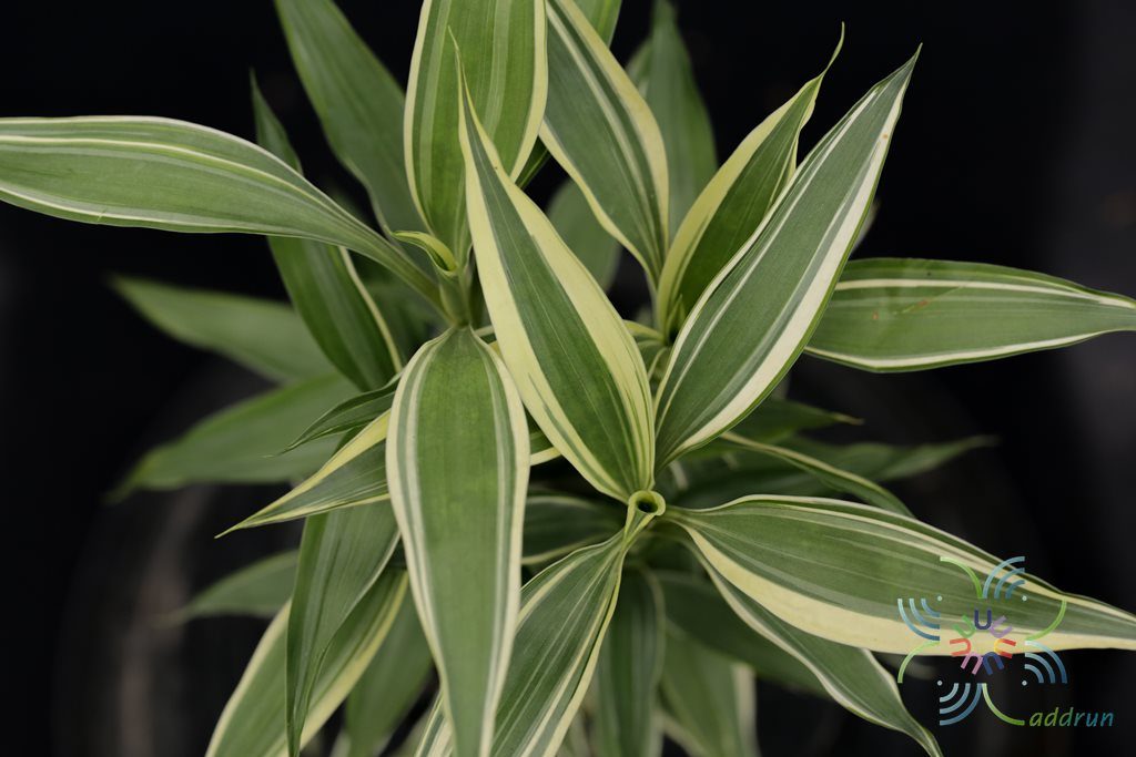 กวนอิมเงิน Dracaena braunii Engl.