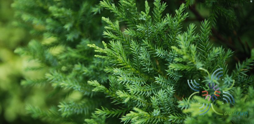 สนแซมทอง Juniperus chinensis L. 'Stricta Variegata'