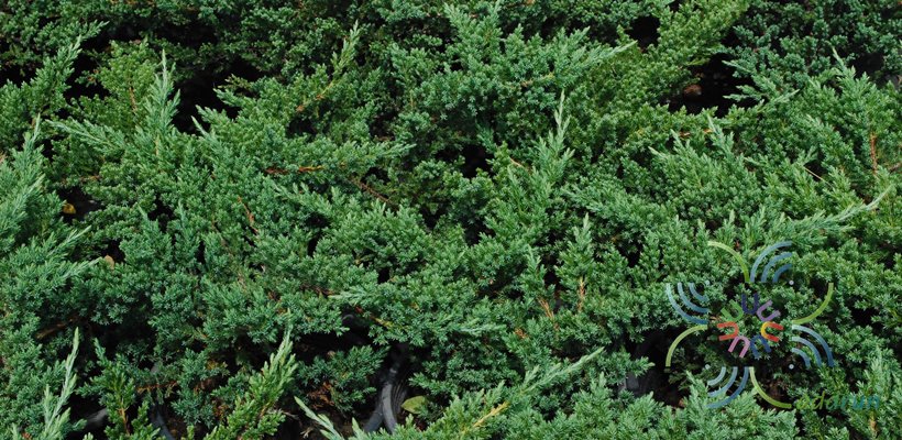 สนเลื้อย Juniperus procumbens (Siebold ex Endl.) Mig