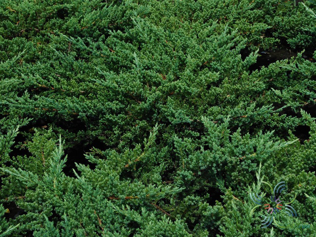 สนเลื้อย Juniperus procumbens (Siebold ex Endl.) Mig