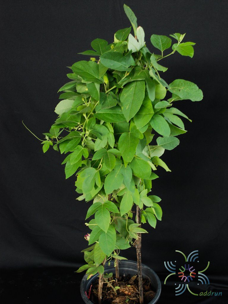 สร้อยฟ้า Passiflora × alato-caerulea Lindl.