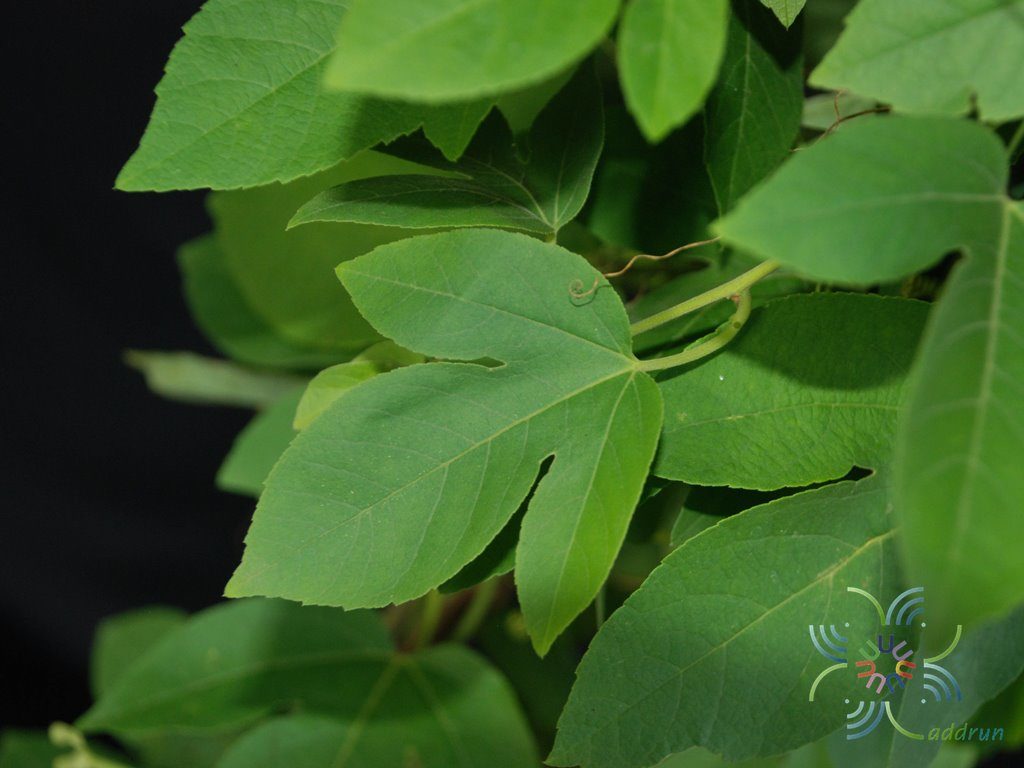 สร้อยฟ้า Passiflora × alato-caerulea Lindl.