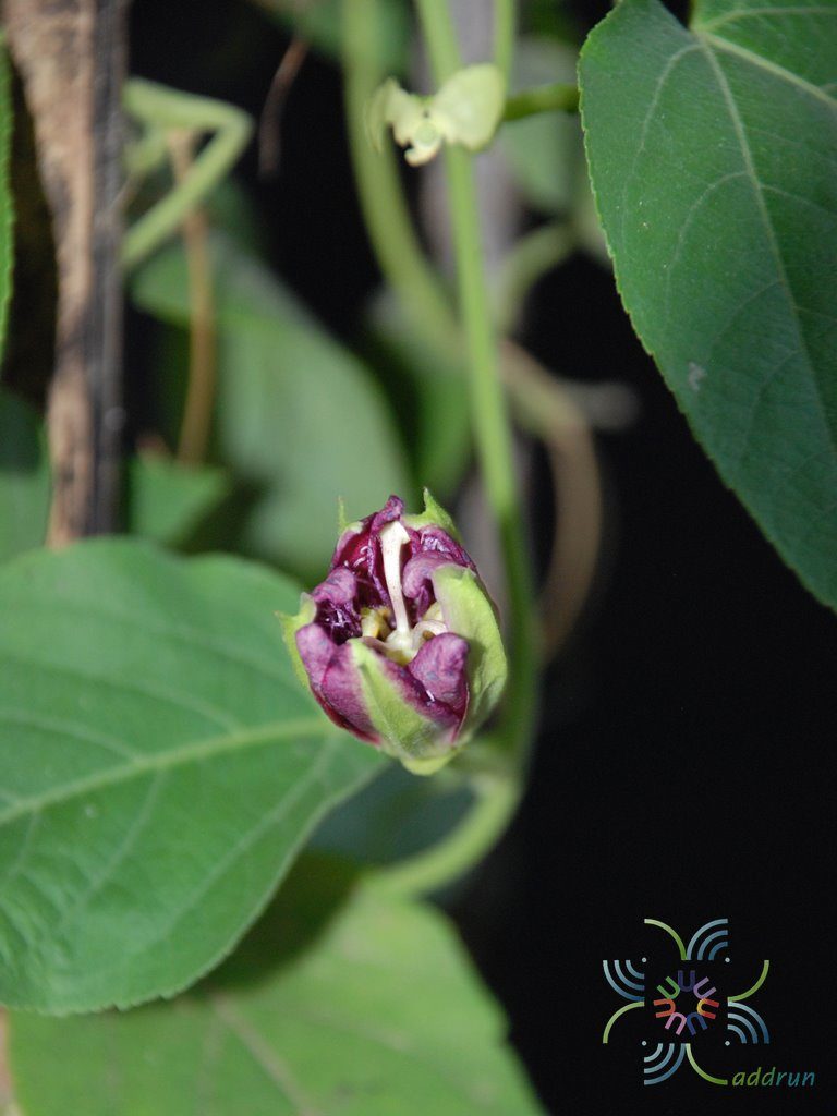 สร้อยฟ้า Passiflora × alato-caerulea Lindl.