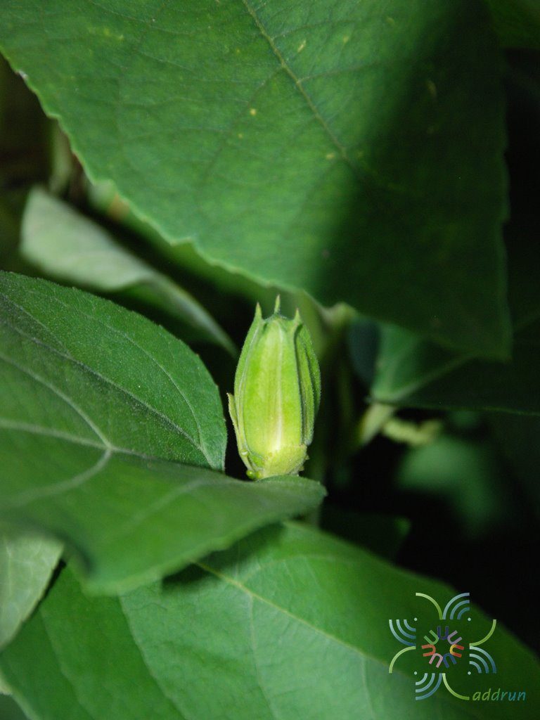 สร้อยฟ้า Passiflora × alato-caerulea Lindl.