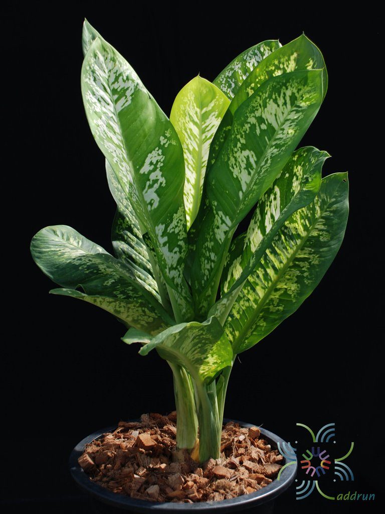 กระทุงกิตติศักดิ์ Dieffenbachia sp.