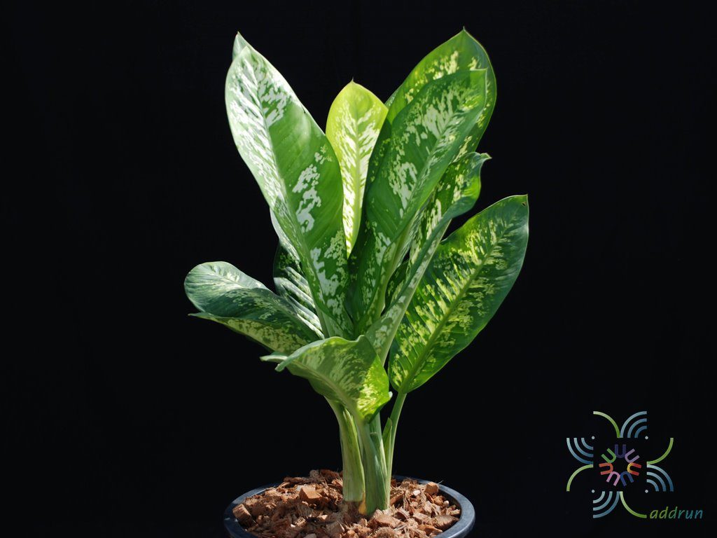 กระทุงกิตติศักดิ์ Dieffenbachia sp.