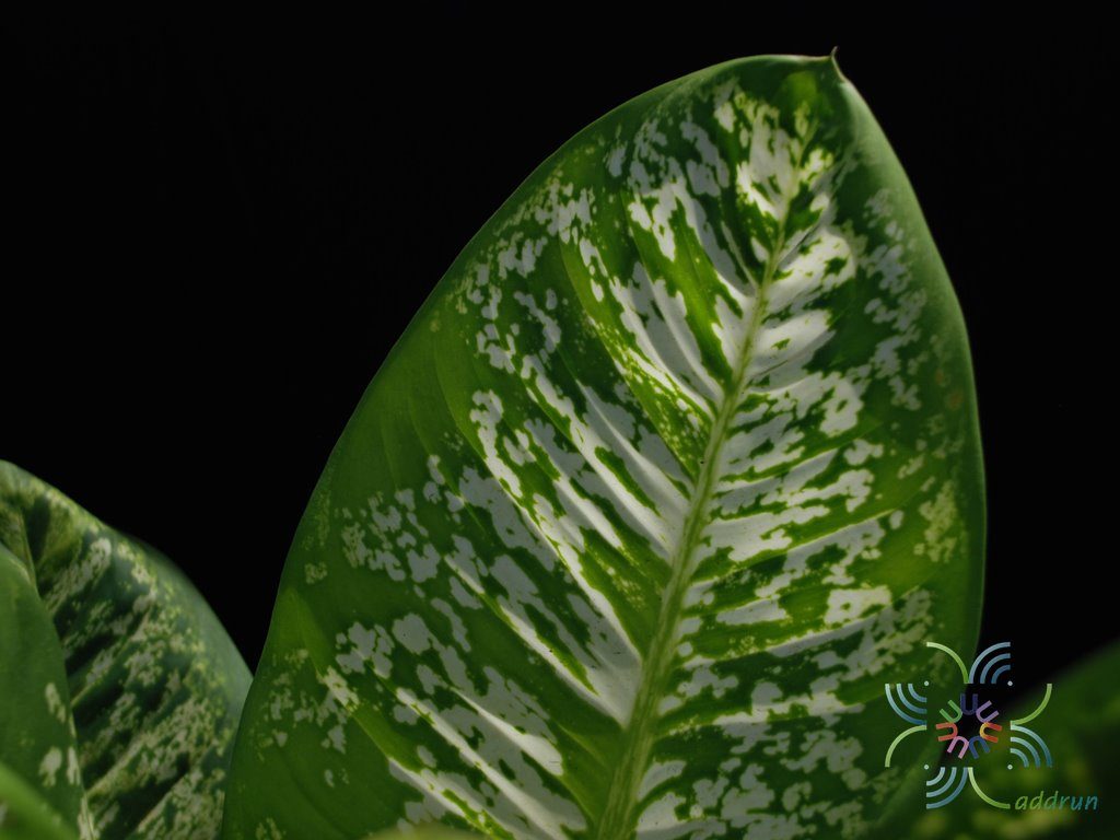กระทุงกิตติศักดิ์ Dieffenbachia sp.
