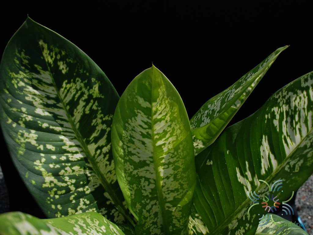 กระทุงกิตติศักดิ์ Dieffenbachia sp.