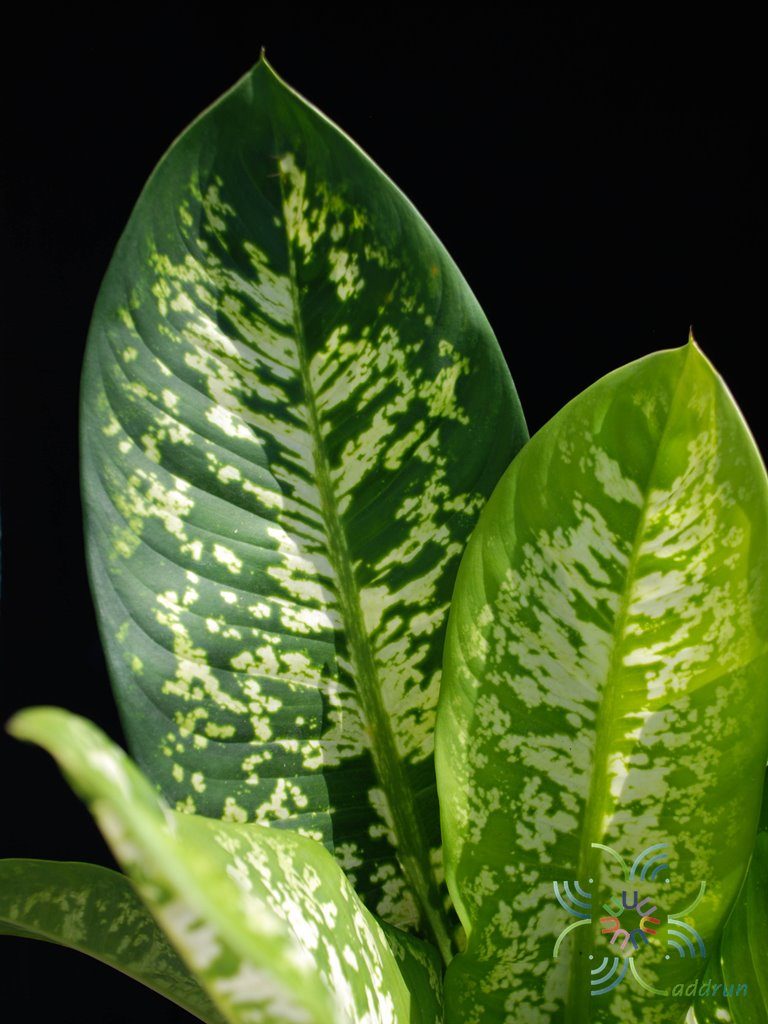 กระทุงกิตติศักดิ์ Dieffenbachia sp.