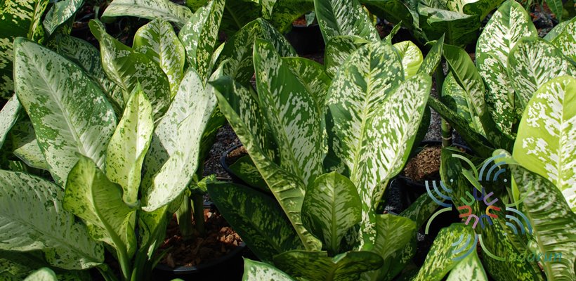 กระทุงกิตติศักดิ์ Dieffenbachia sp.