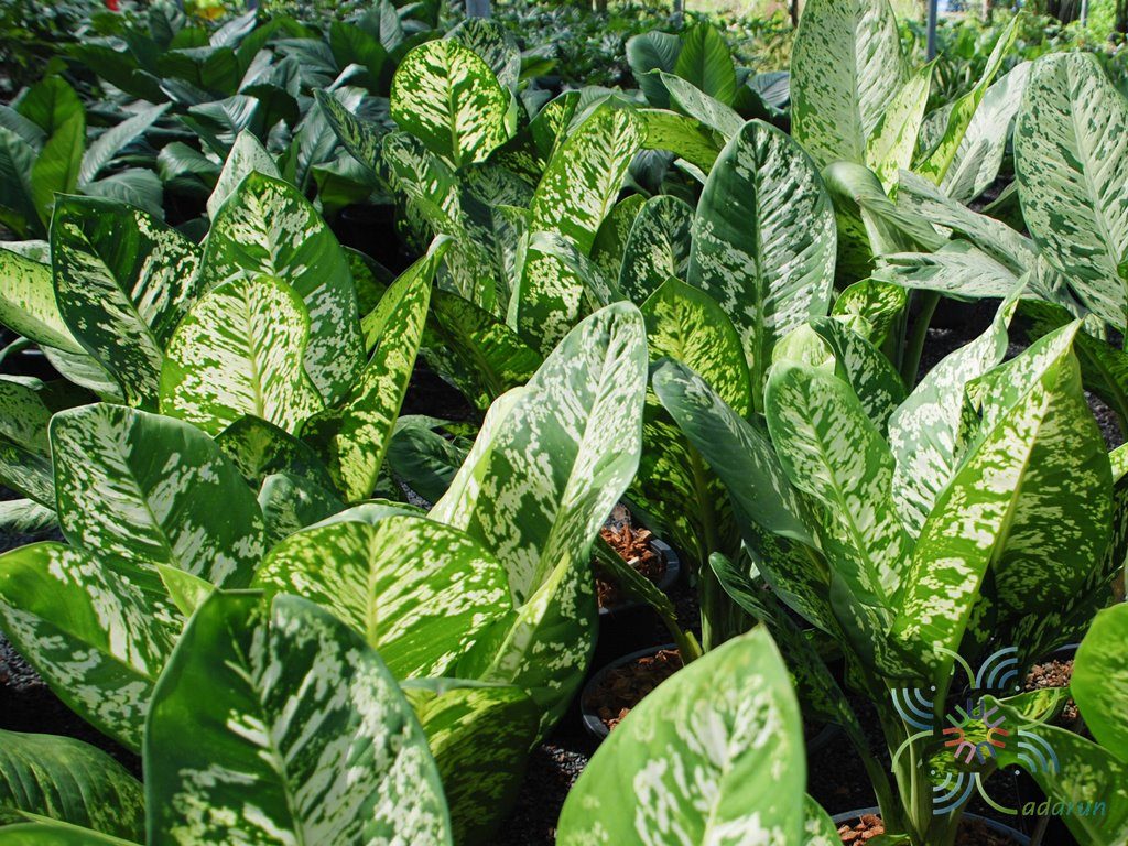 กระทุงกิตติศักดิ์ Dieffenbachia sp.