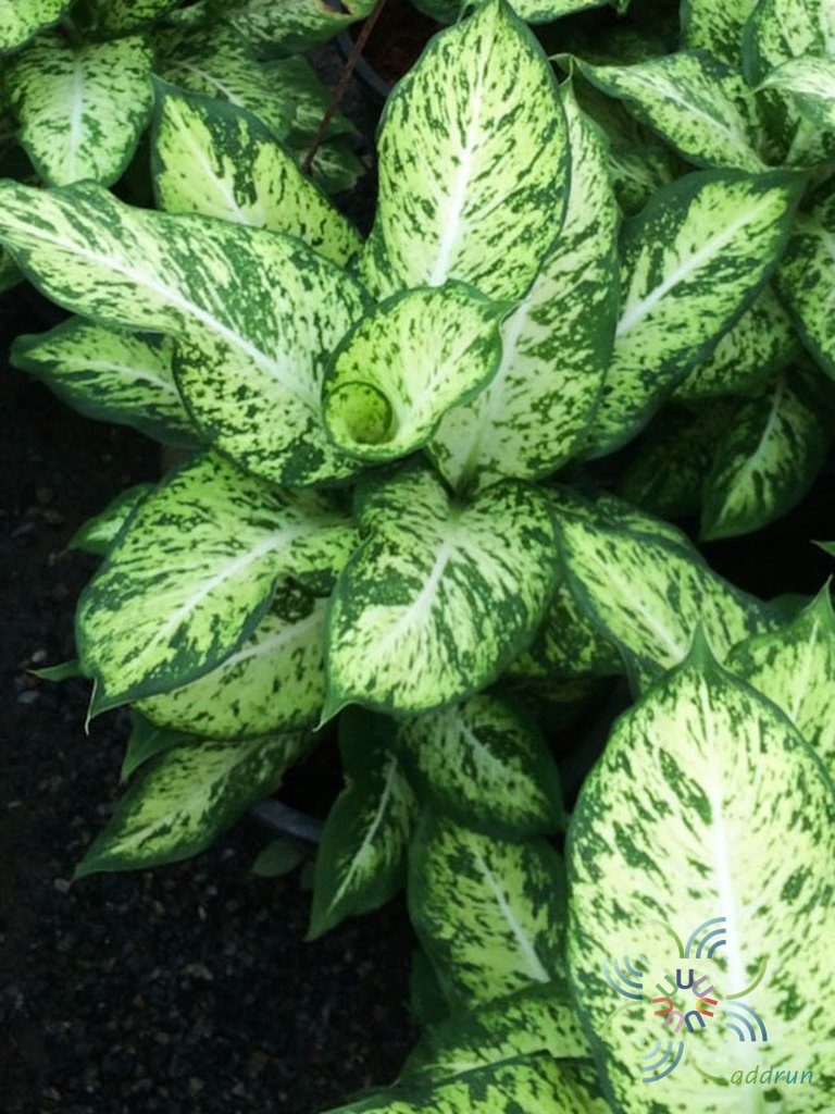 คู่บารมี Dieffenbachia sp.