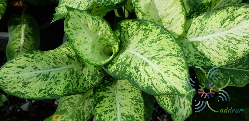 คู่บารมี Dieffenbachia sp.
