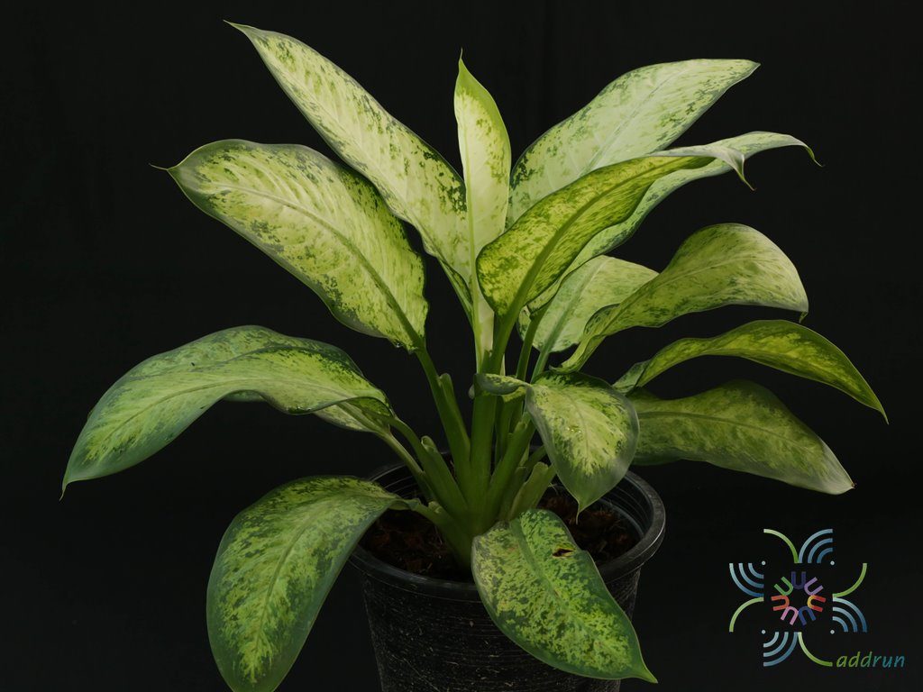 คู่บารมี Dieffenbachia sp.