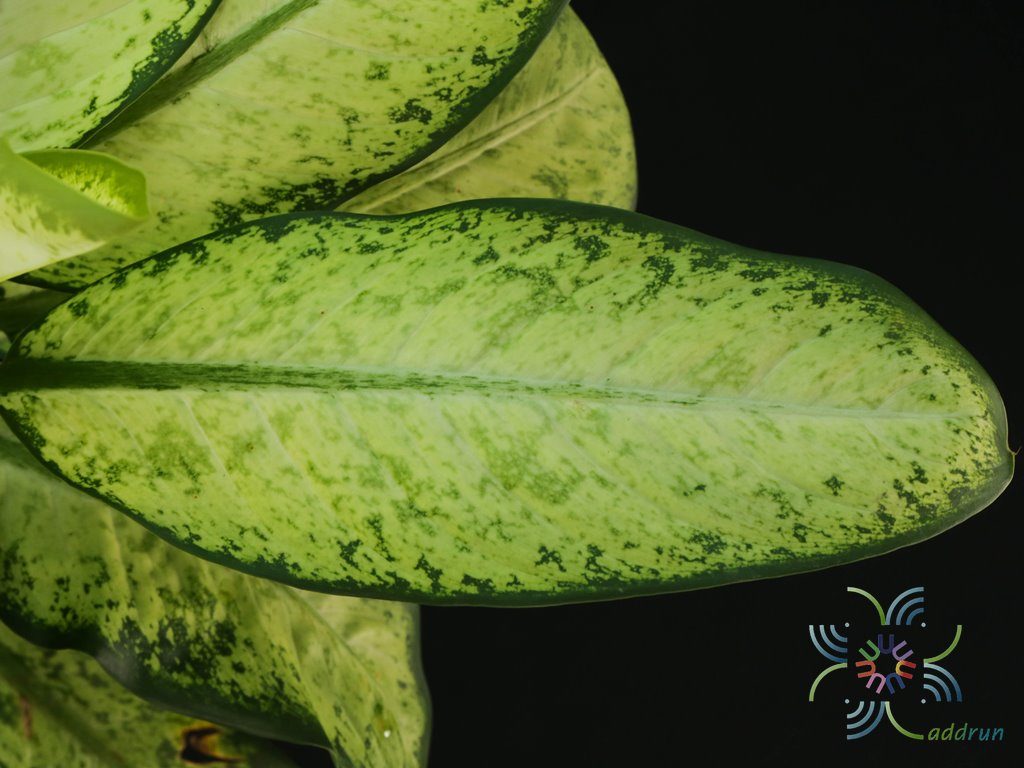คู่บารมี Dieffenbachia sp.