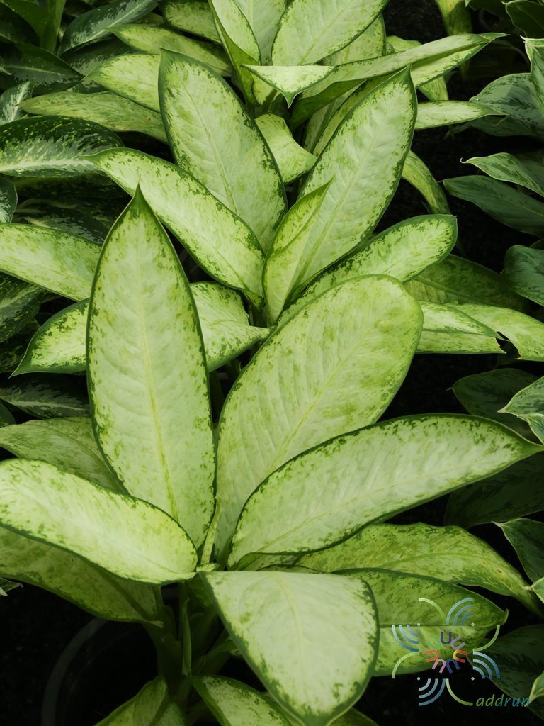 คู่บารมี Dieffenbachia sp.