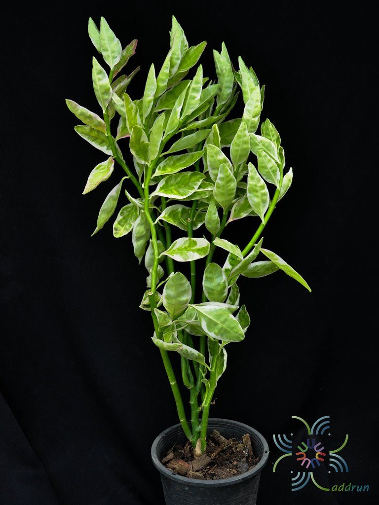แสยกด่าง Euphorbia tithymaloides L.