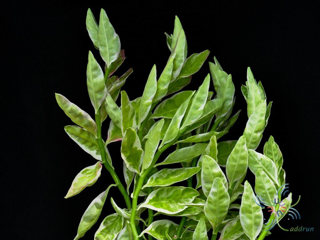 แสยกด่าง Euphorbia tithymaloides L.