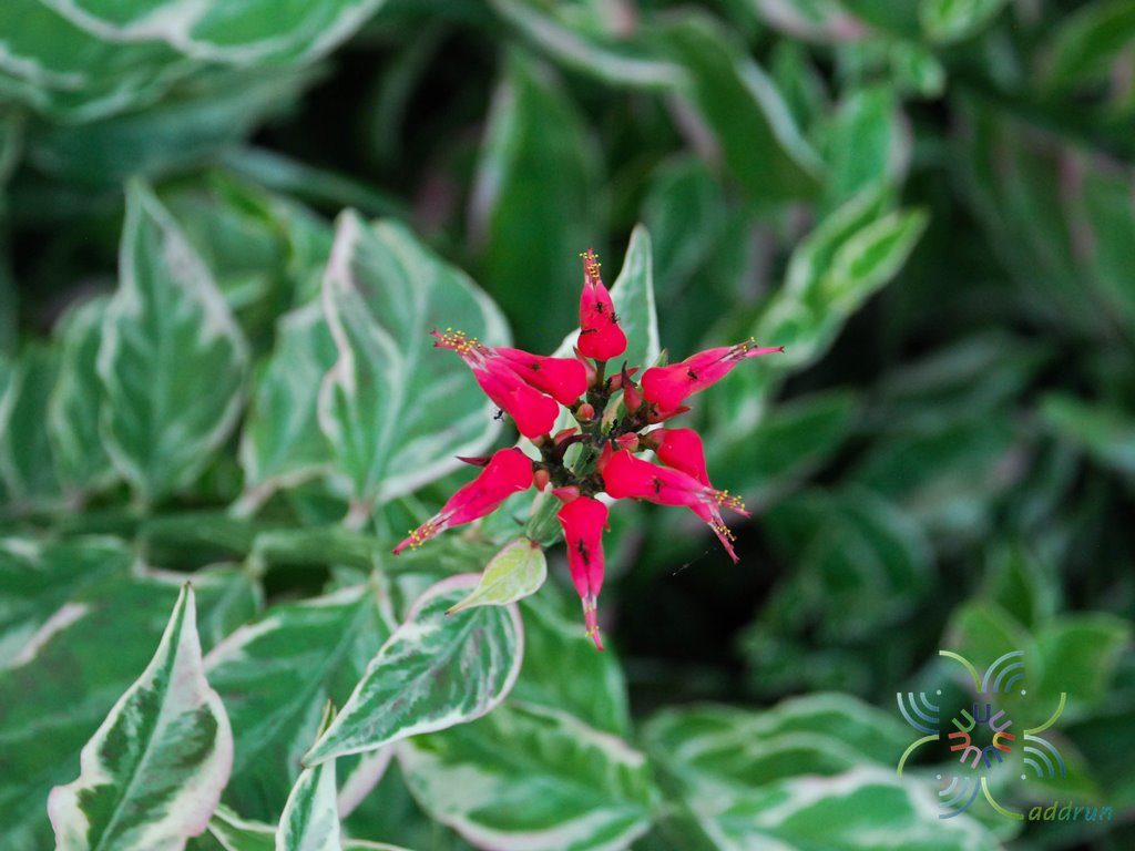 แสยกด่าง Euphorbia tithymaloides L.