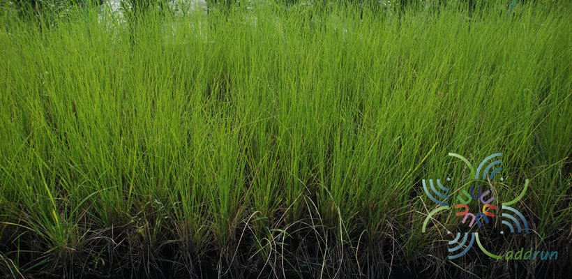 หญ้าแฝก Chrysopogon zizanioides (L.) Roberty