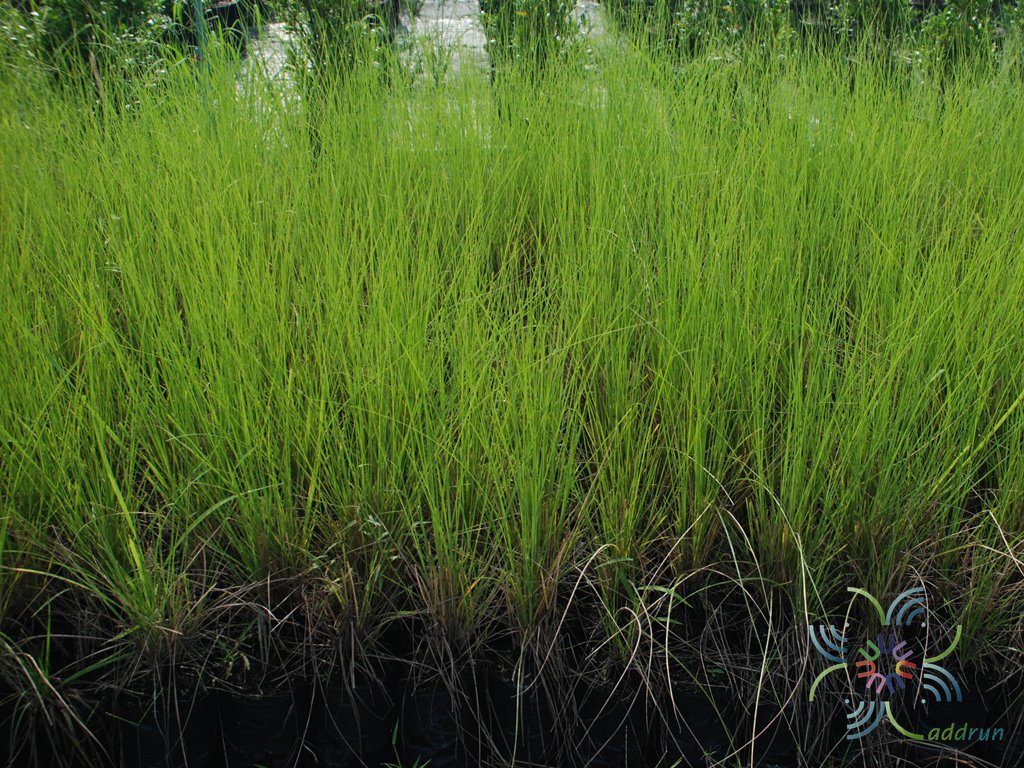 หญ้าแฝก Chrysopogon zizanioides (L.) Roberty