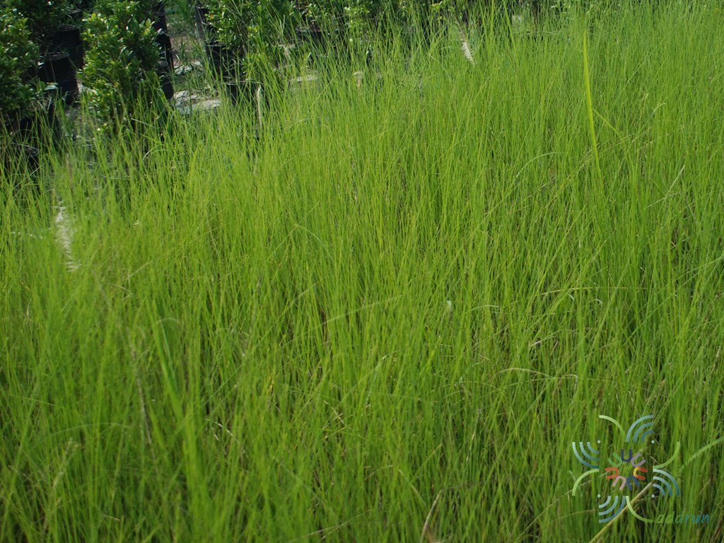 หญ้าแฝก Chrysopogon zizanioides (L.) Roberty
