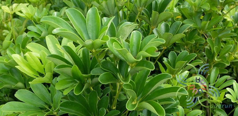 หนวดปลาหมึกแคระ Schefflera arboricola (Hayata) Merr.