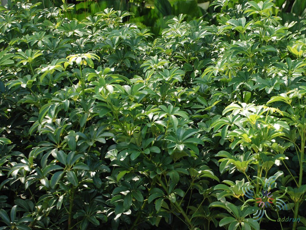 หนวดปลาหมึกแคระ Schefflera arboricola (Hayata) Merr.