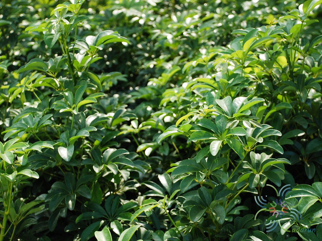 หนวดปลาหมึกแคระ Schefflera arboricola (Hayata) Merr.